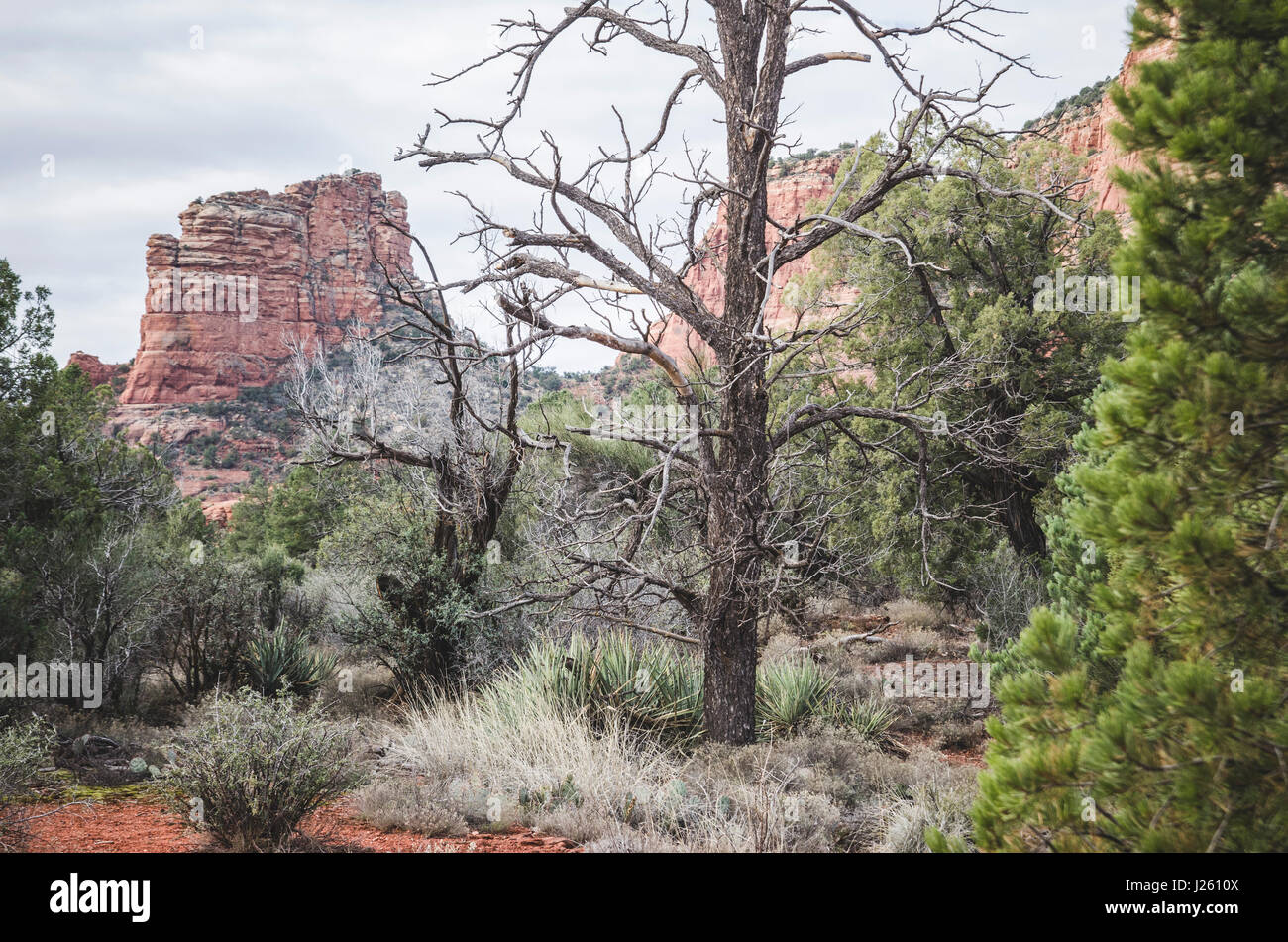 Desert Plants Along Hiking Trail, Sedona, Arizona, USA Stock Photo