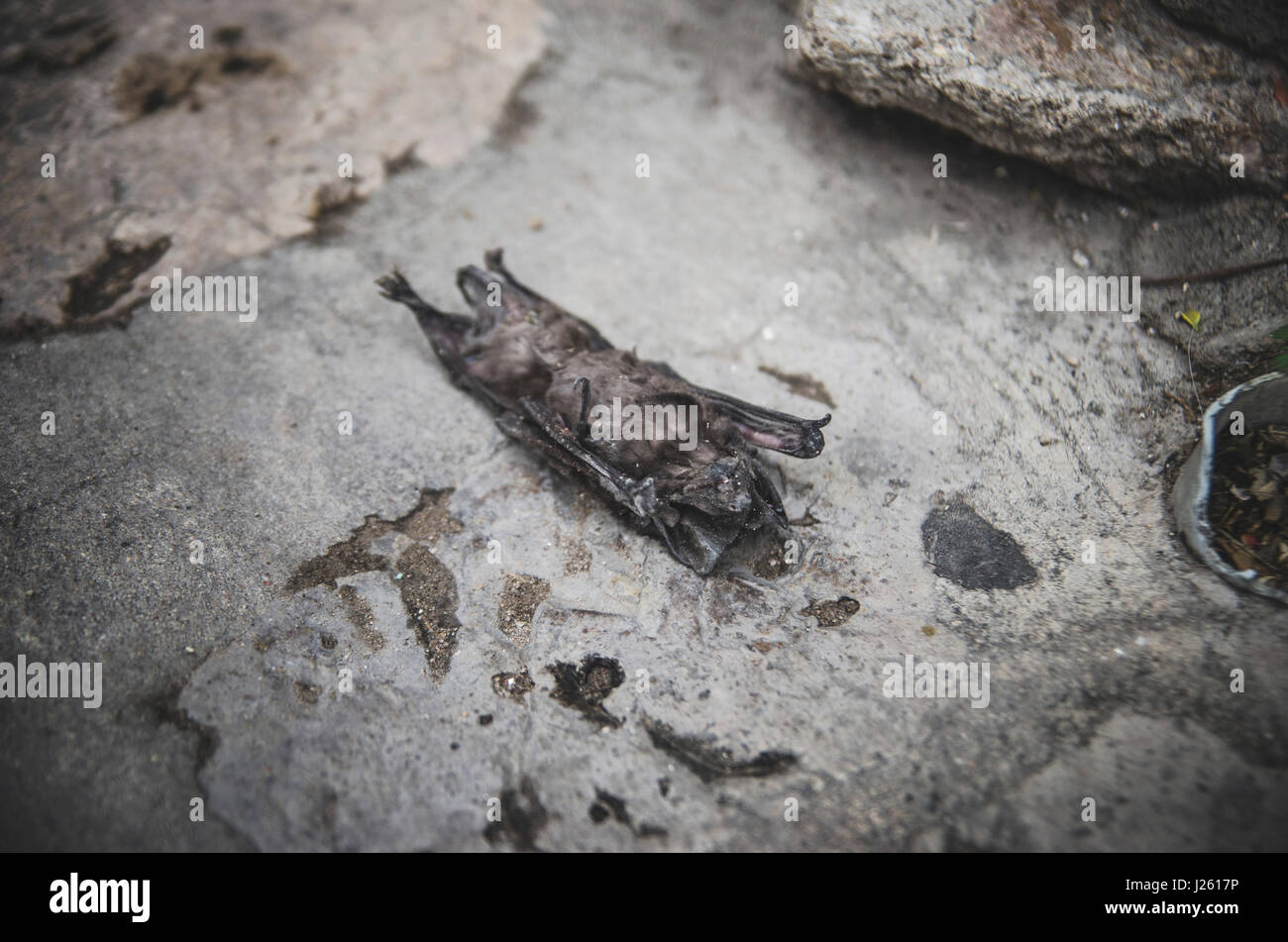 Dead Bat on Sidewalk, San Miguel de Allende, Guanajuato, Mexico Stock Photo