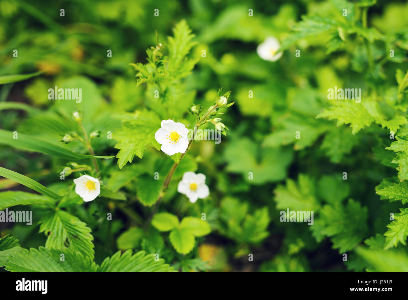 Close-up of flowers strawberries in a vegetable garden Stock Photo - Alamy
