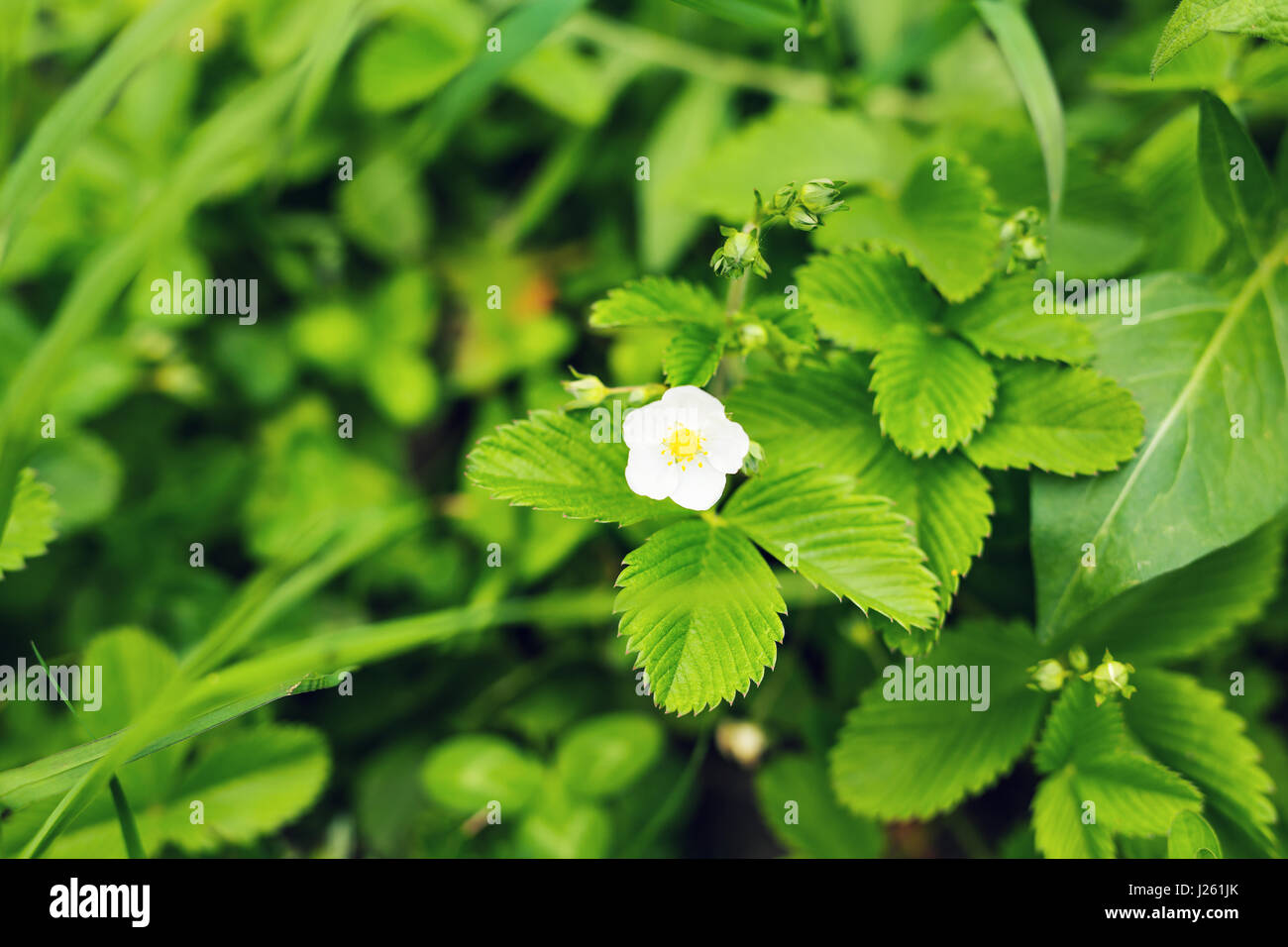 Close-up of flower strawberries in a vegetable garden Stock Photo - Alamy