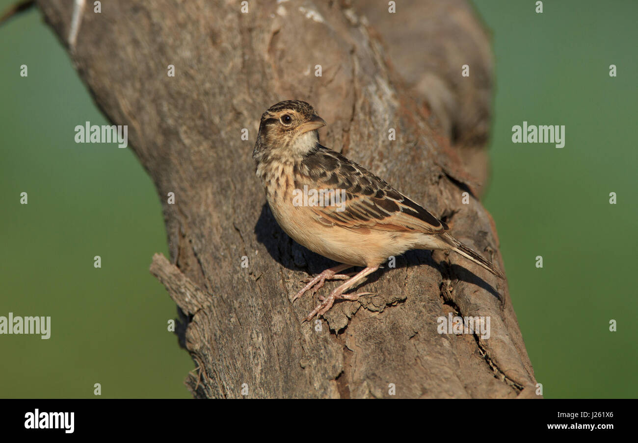 Australasian Bushlark, Mirafra javanica, perched on a tree trunk with brown background. Stock Photo