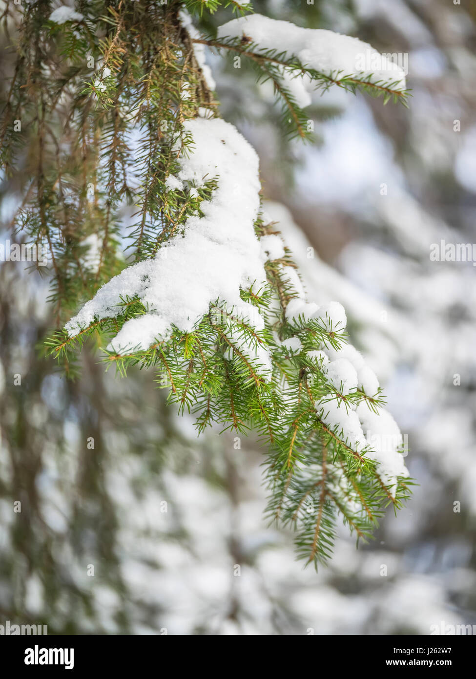Sprus Snow Branches of spruce in the snow Stock Photo - Alamy