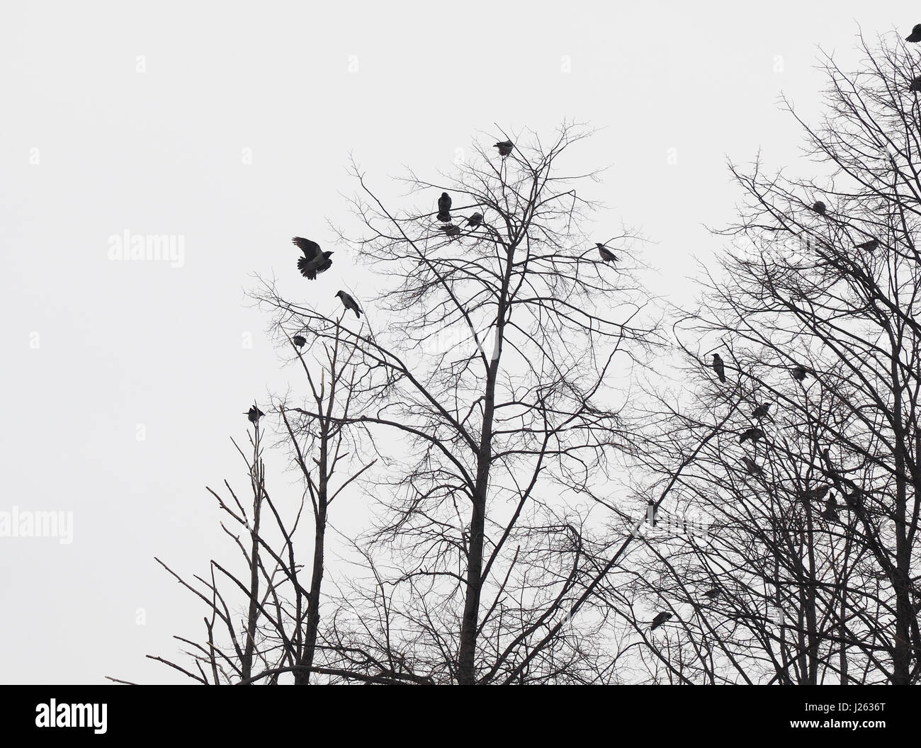 Ravens on tree Stock Photo - Alamy