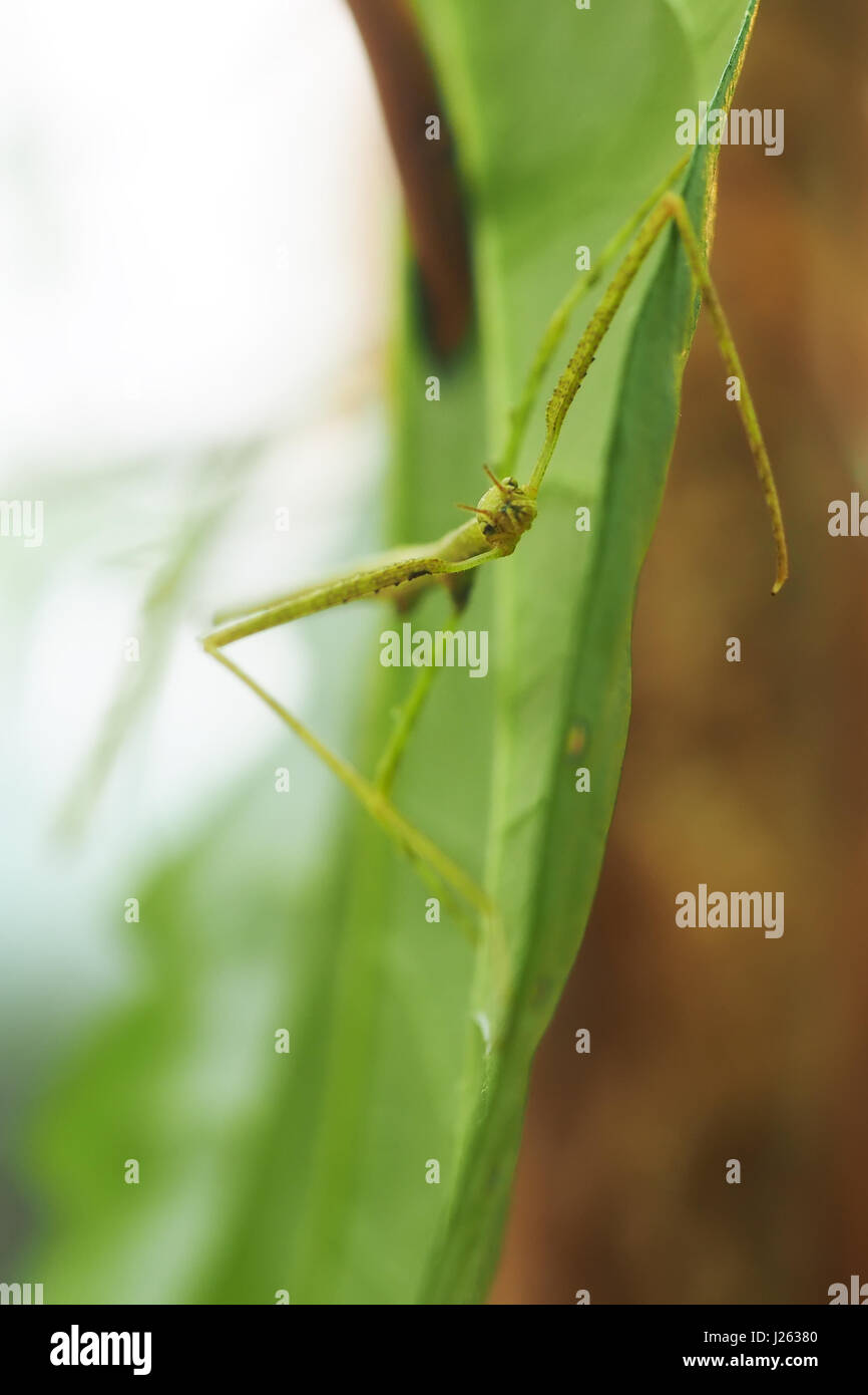 Indian stick insect in the insectarium Stock Photo Alamy
