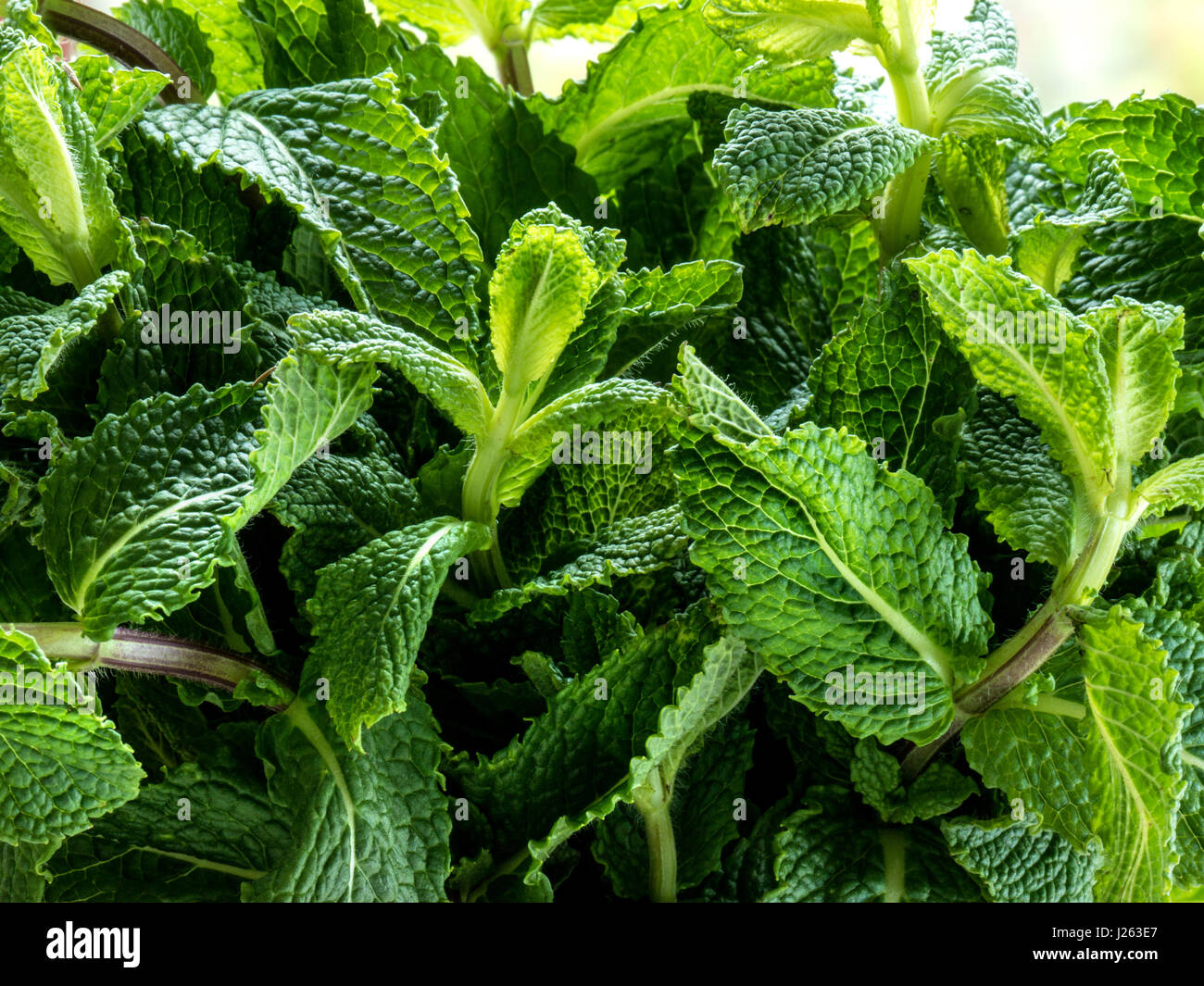 Mint bunch fresh fulsome sprig of aromatic fresh mint leaves near open kitchen window Mentha is a genus of plants in the family Lamiacea Stock Photo
