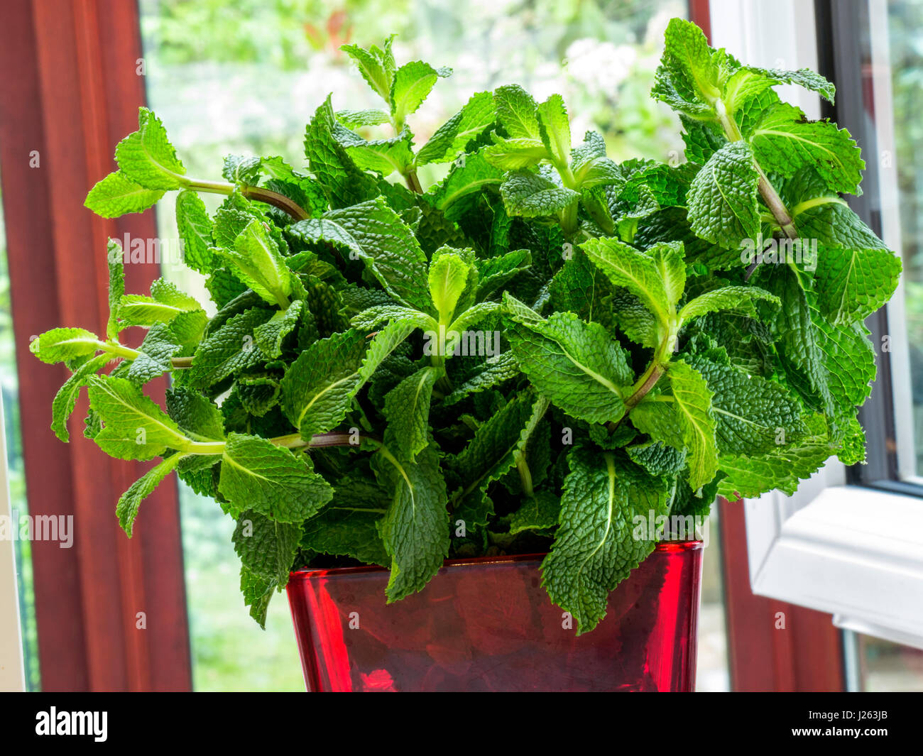 Fresh fulsome sprig of aromatic fresh mint leaves near open kitchen window Mentha is a genus of plants in the family Lamiacea Stock Photo