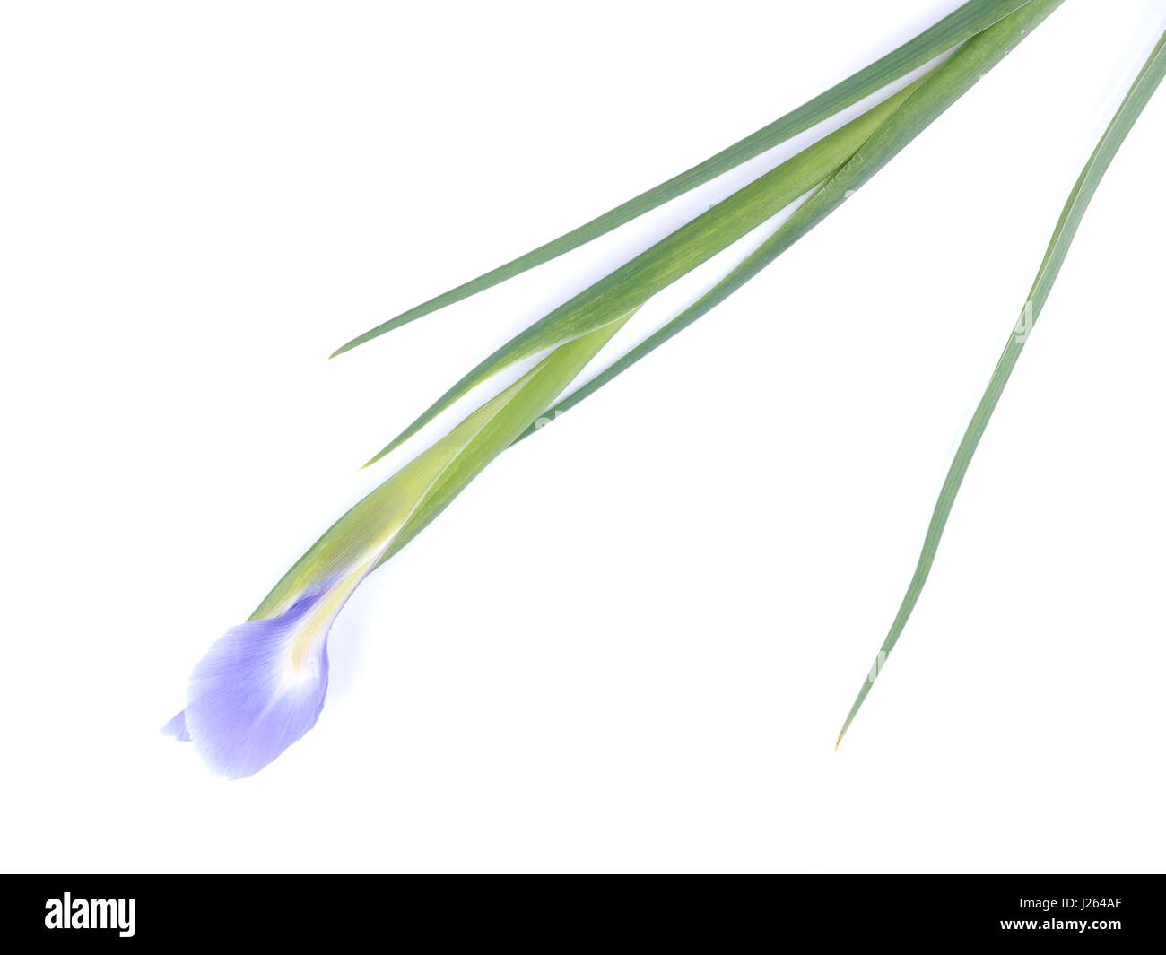 blue irises on a white background Stock Photo