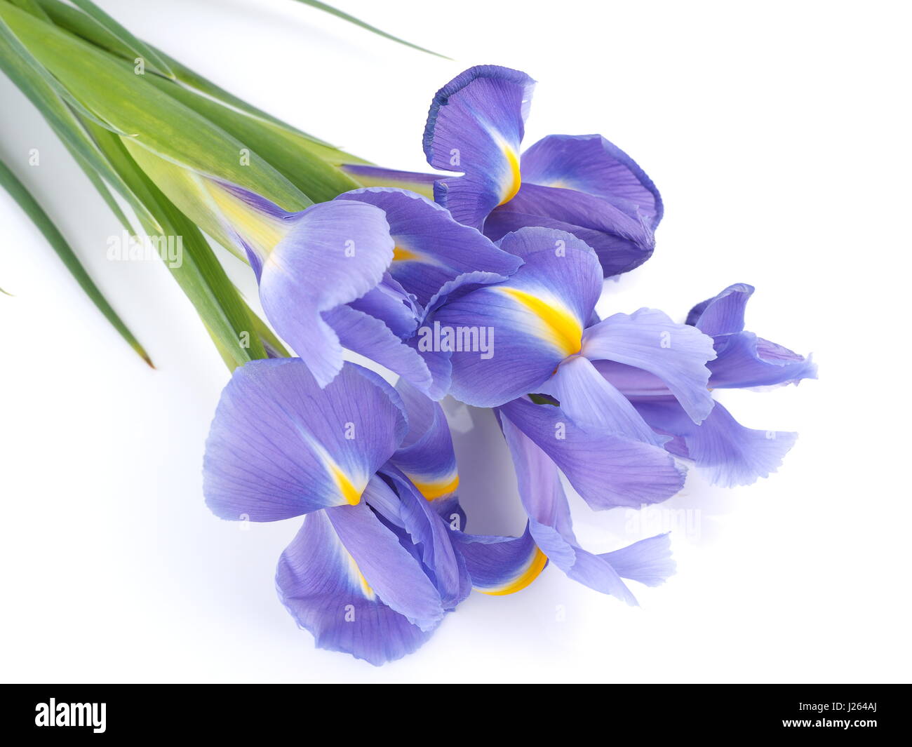 blue irises on a white background Stock Photo