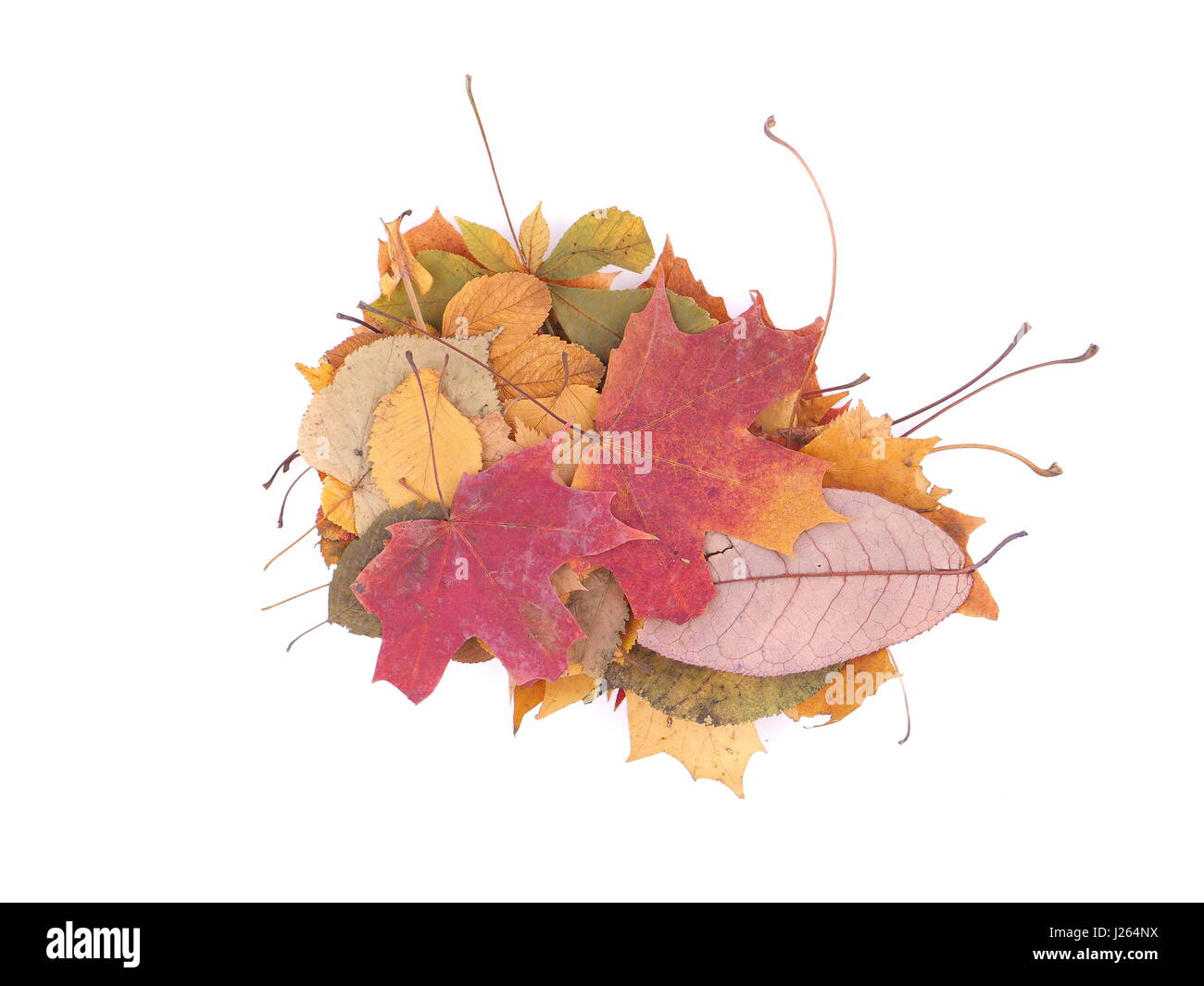 autumn leaves on a white background Stock Photo - Alamy