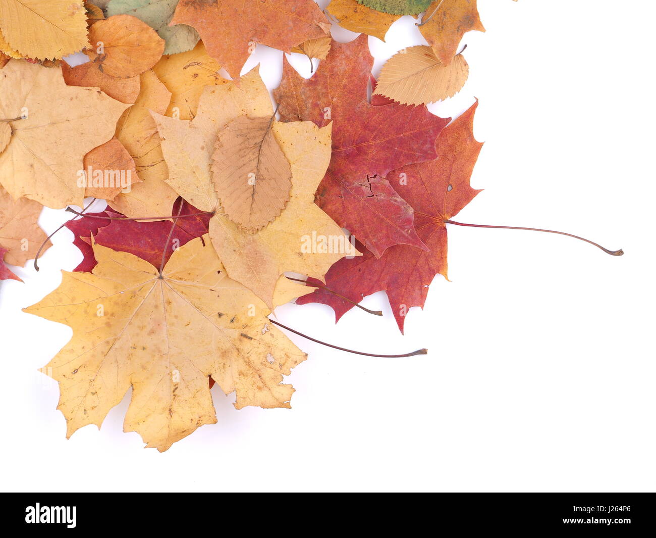 autumn leaves on a white background Stock Photo - Alamy