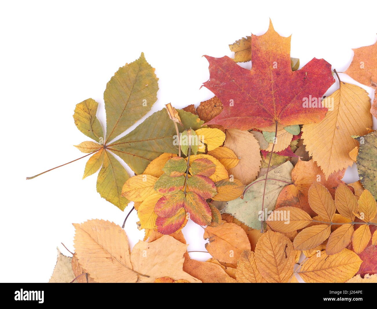 autumn leaves on a white background Stock Photo - Alamy