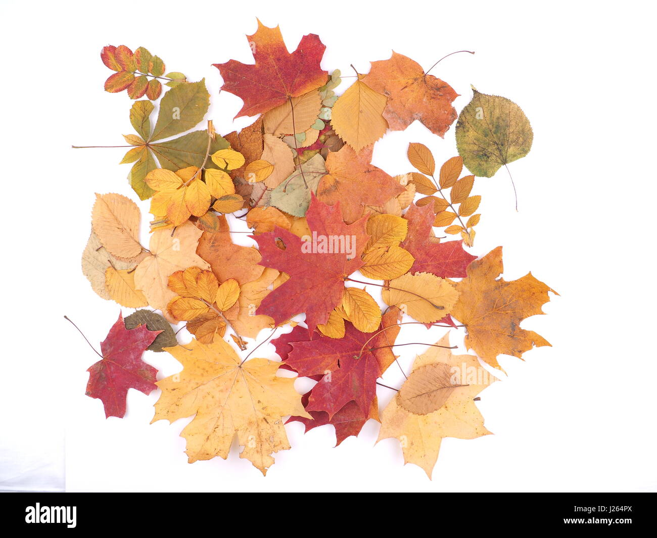 autumn leaves on a white background Stock Photo - Alamy