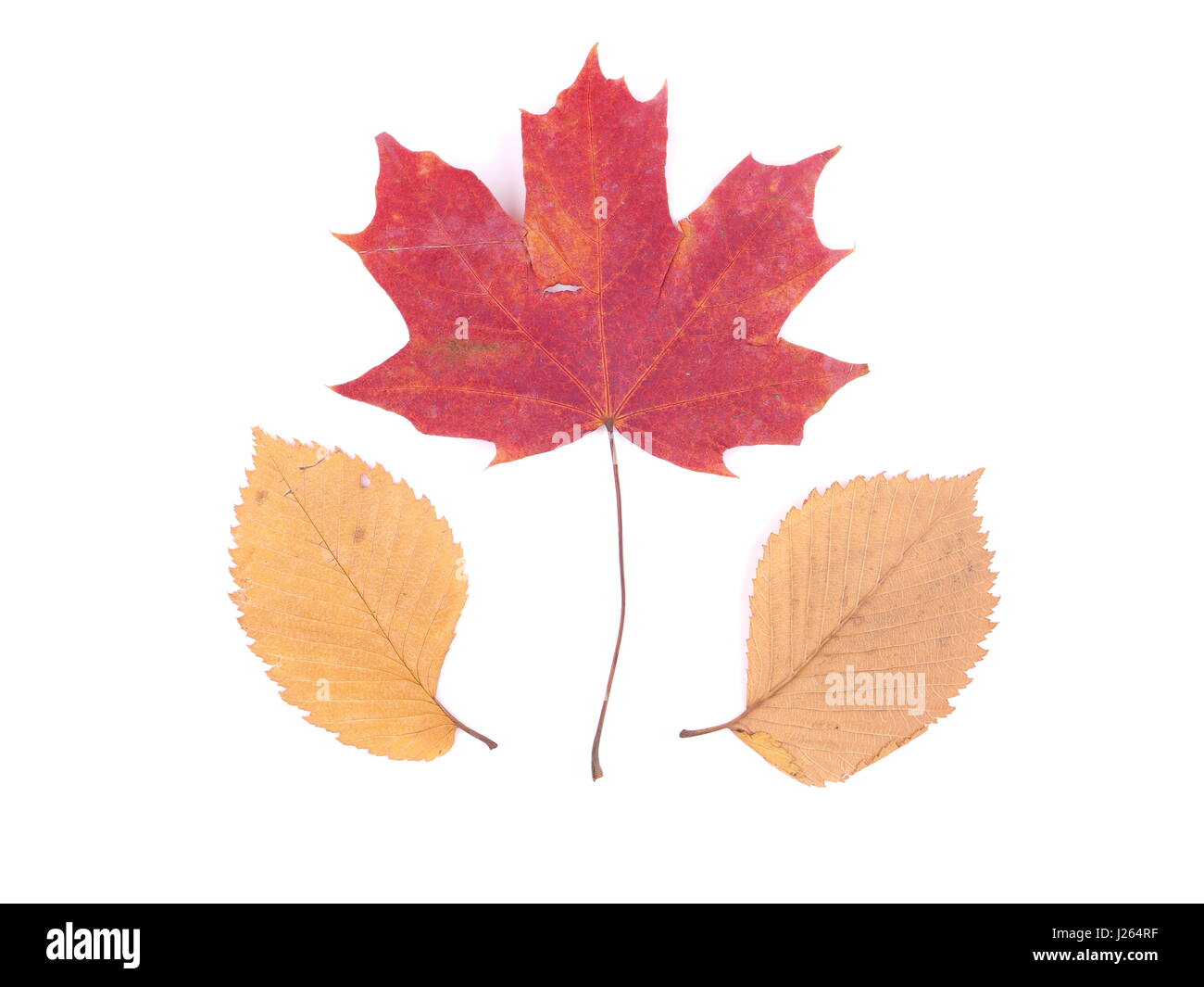autumn leaves on a white background Stock Photo - Alamy