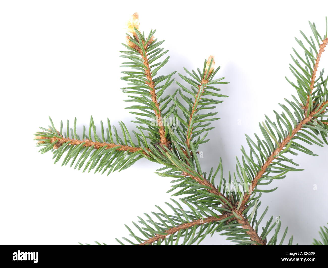 spruce branch on a white background Stock Photo - Alamy