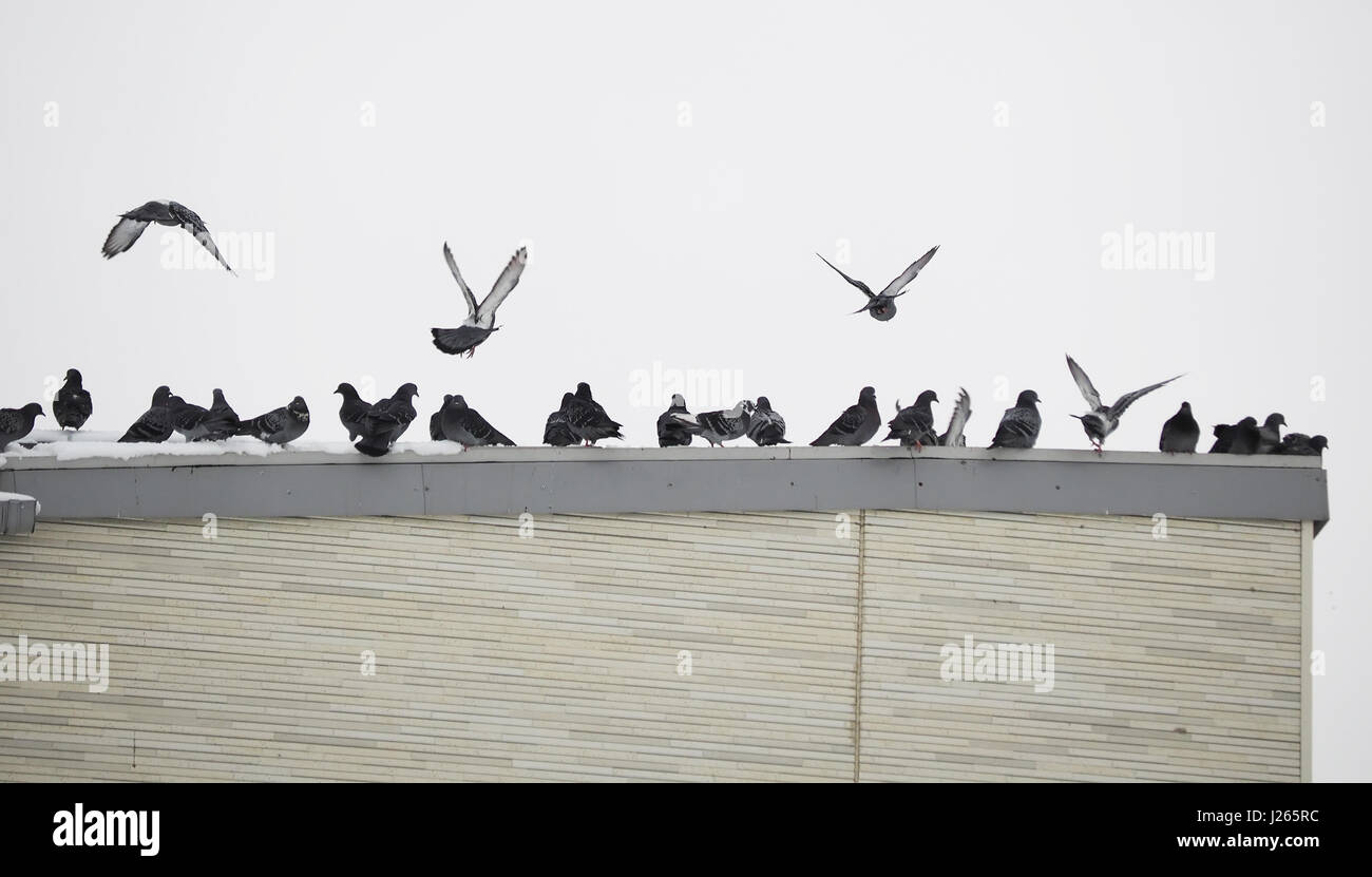 Голубятня на крыше дома