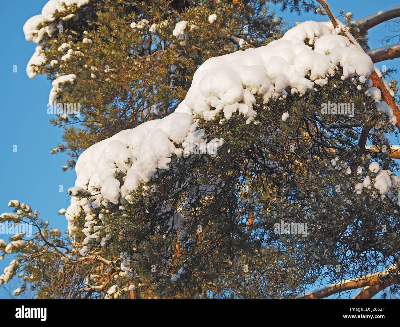 pine branch in snow Stock Photo - Alamy