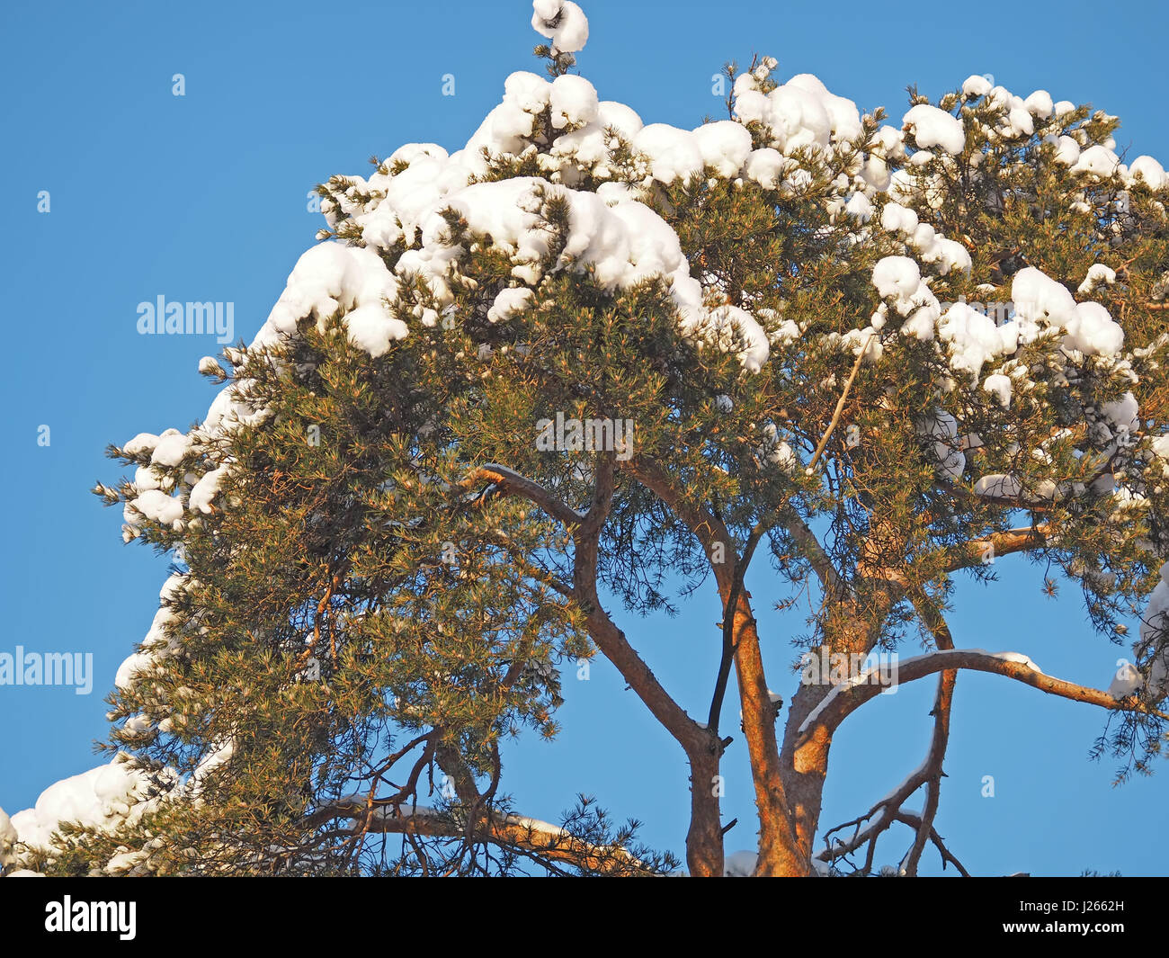 pine branch in snow Stock Photo - Alamy