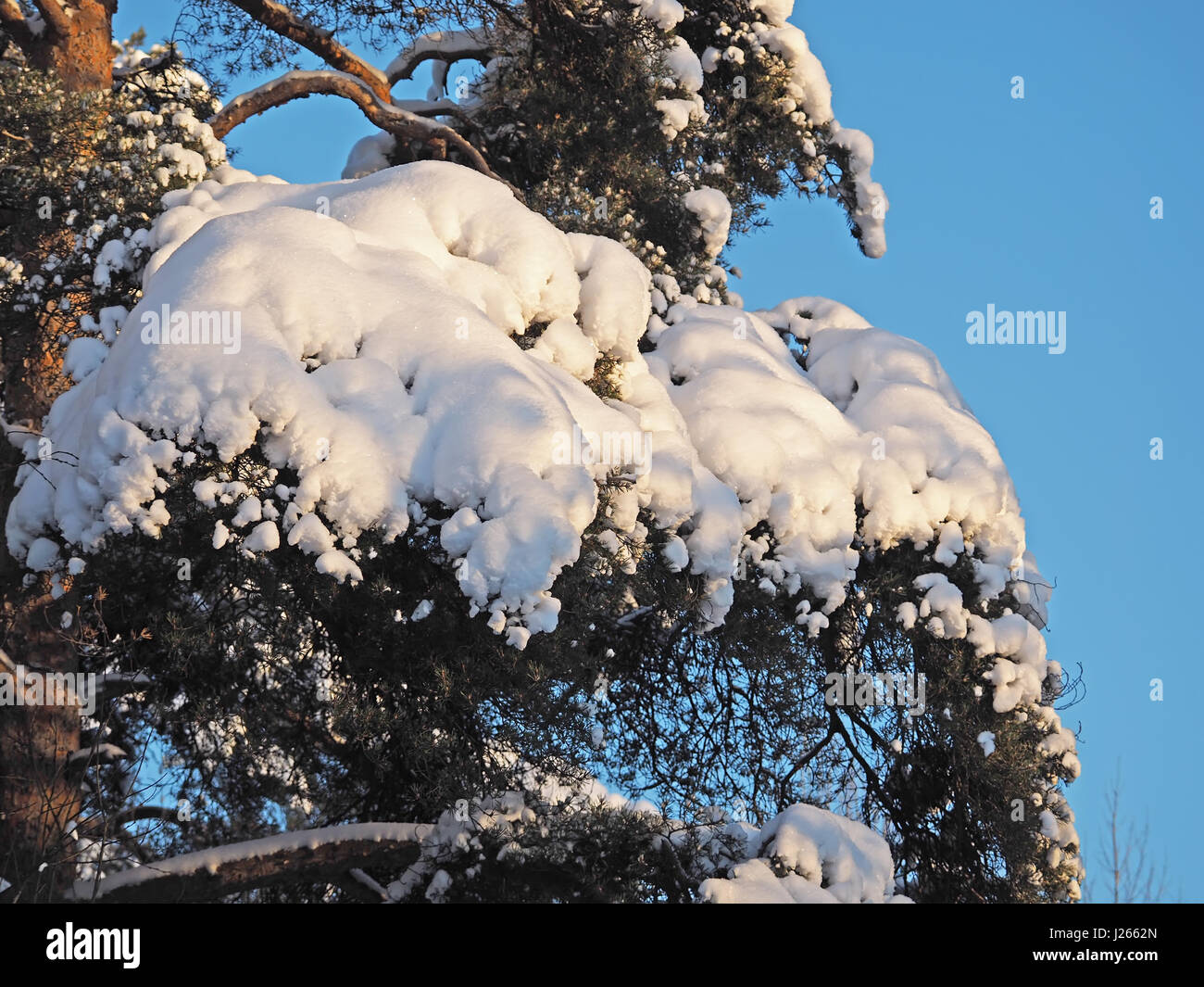 pine branch in snow Stock Photo - Alamy