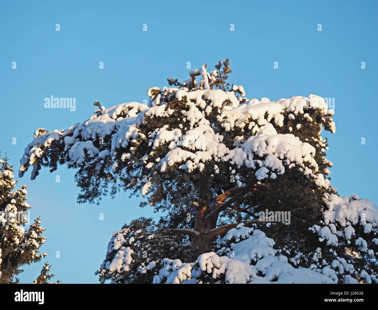 pine branch in snow Stock Photo - Alamy
