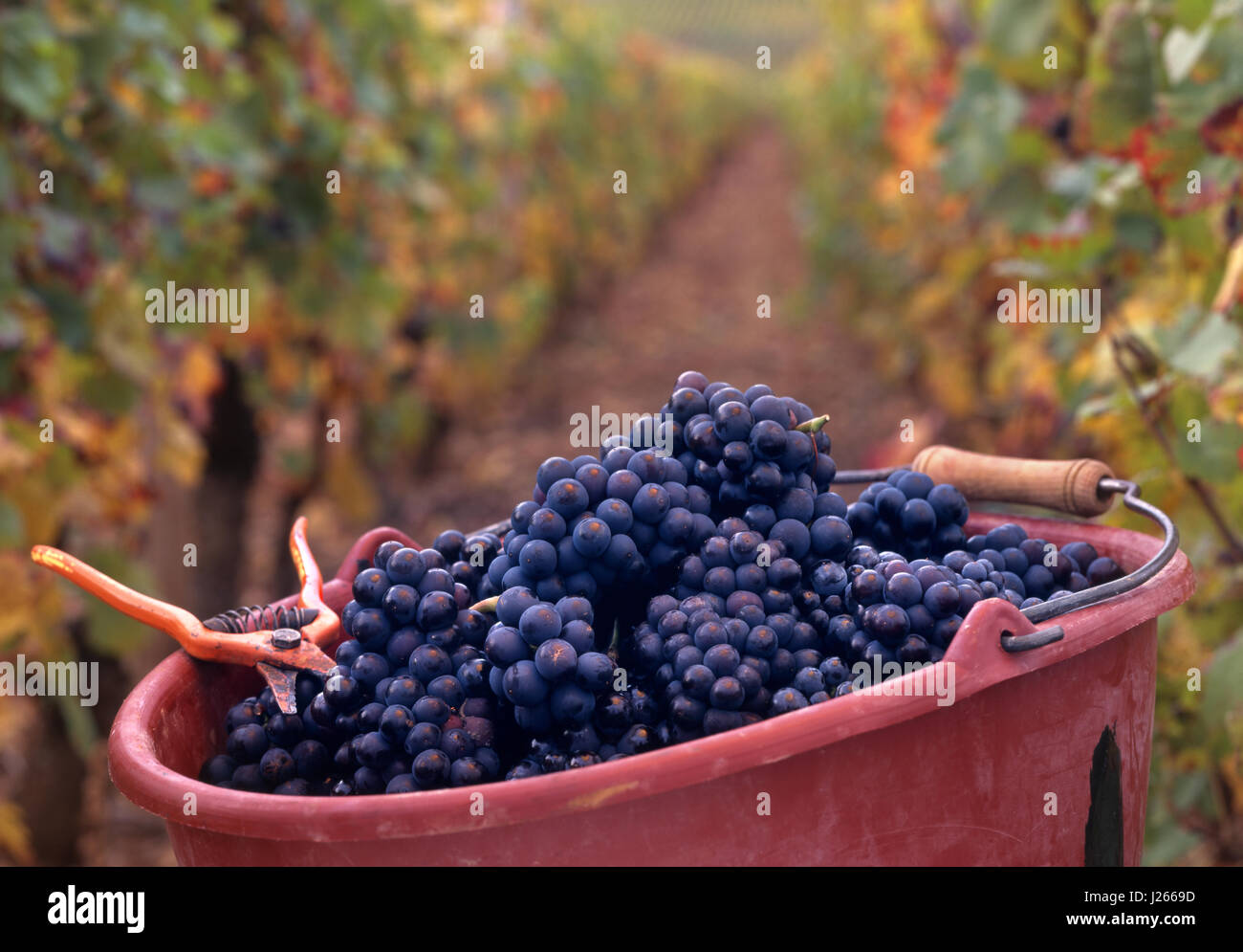 Pinot Noir Harvest Grapes Secateurs Vines Harvested grapes in Premier Cru 'Les Chaillots' vineyard of Louis Latour, Aloxe-Corton, Côte d'Or, France. Stock Photo