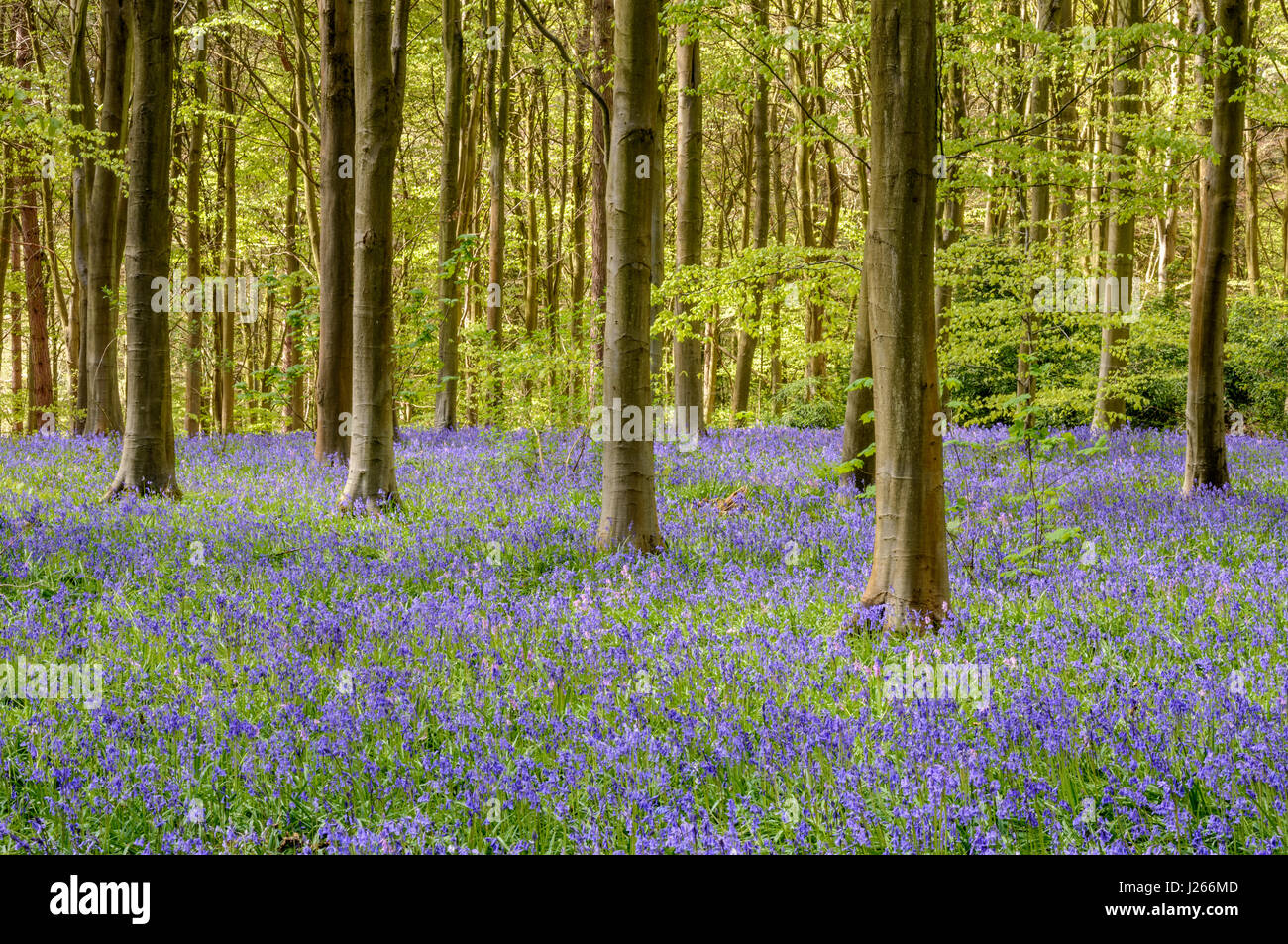 Carpet of English bluebells (Hyacinthoides non-scripta) in a beech wood in Wiltshire, England, UK Stock Photo