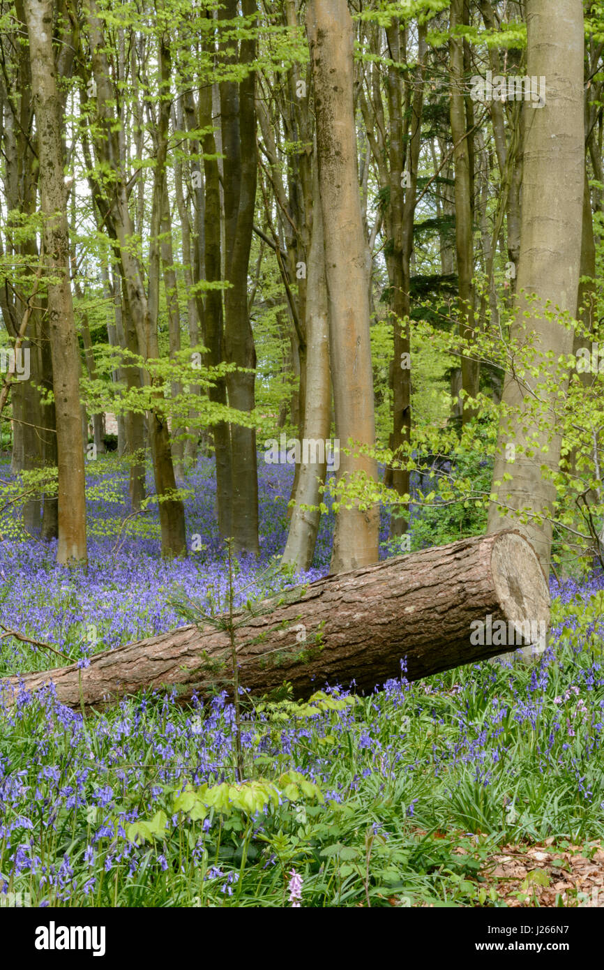 Carpet of English bluebells (Hyacinthoides non-scripta) in a beech wood in Wiltshire, England, UK Stock Photo