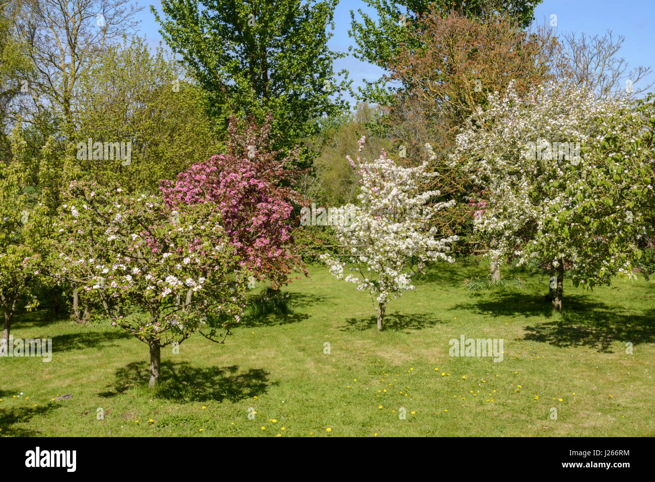 fruit trees covered in spring blossom in a small orchard in wiltshire J266RM