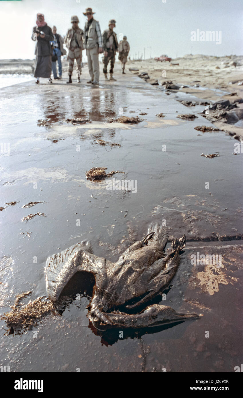A dead endangered Socotra cormorant covered in crude oil on an oil soaked beach after Iraqi forces intentionally destroyed oil storage and refineries January 29, 1991 near Khafji City, Saudi Arabia. The release of crude oil and destruction of Kuwaiti oil infrastructure was the Iraqi strategy during the first Gulf War. Stock Photo