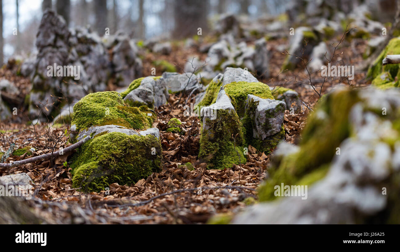 Limestone rocks. Beech leaves. Woodland of the Cansiglio mountain plateau. Venetian Prealps. Italy. Europe. Stock Photo