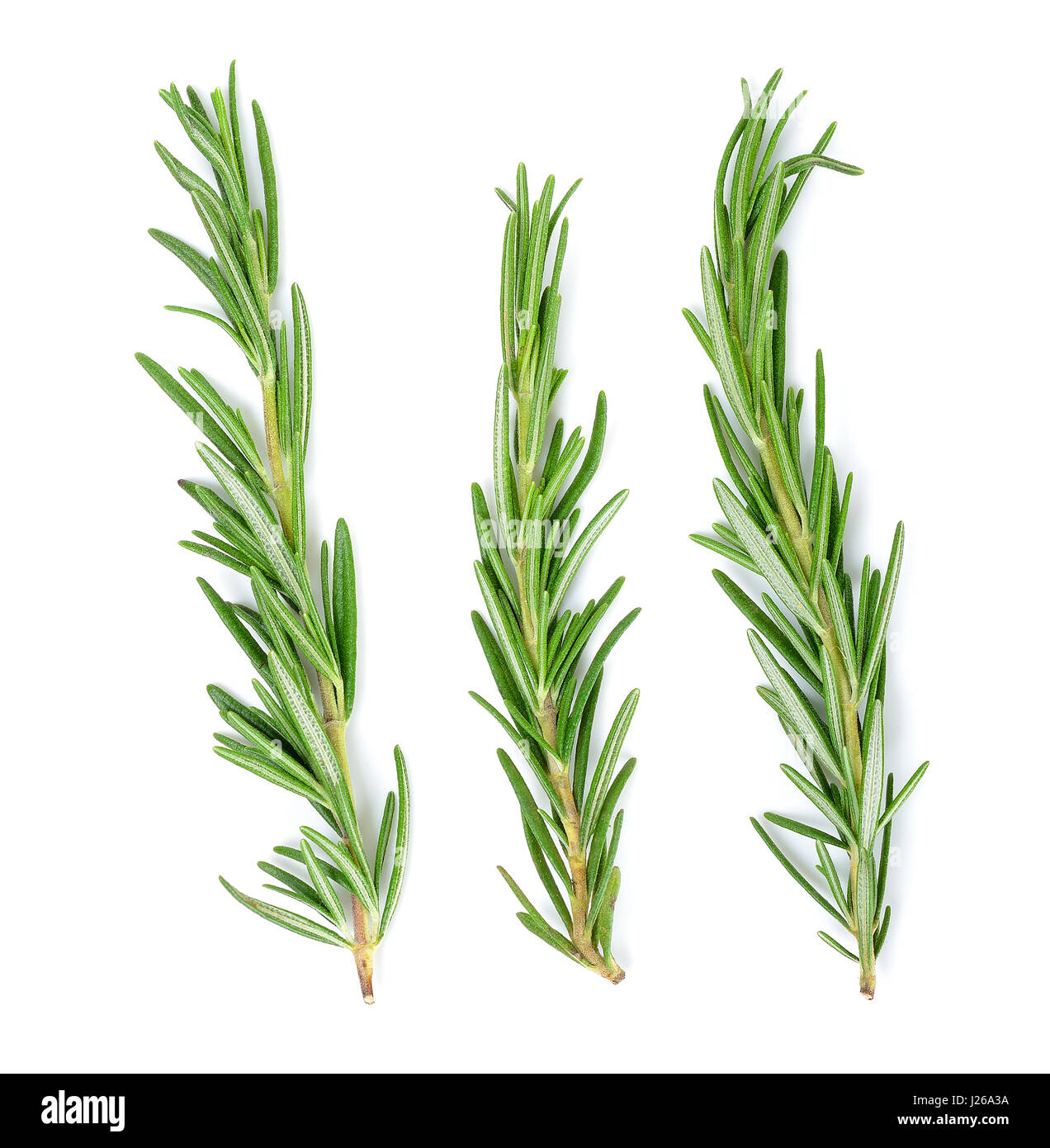 rosemary isolated on the white background Stock Photo - Alamy