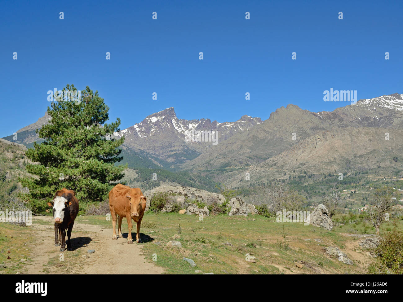 Corsican cows in the mountain pass Stock Photo