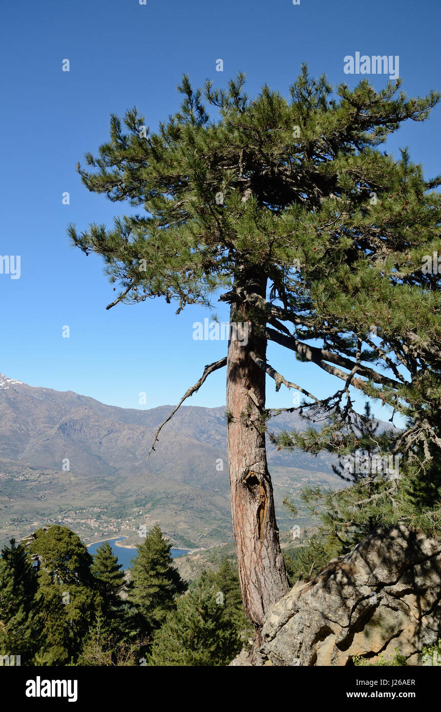 Corsican Laricio pine tree on the vertical cliff Stock Photo
