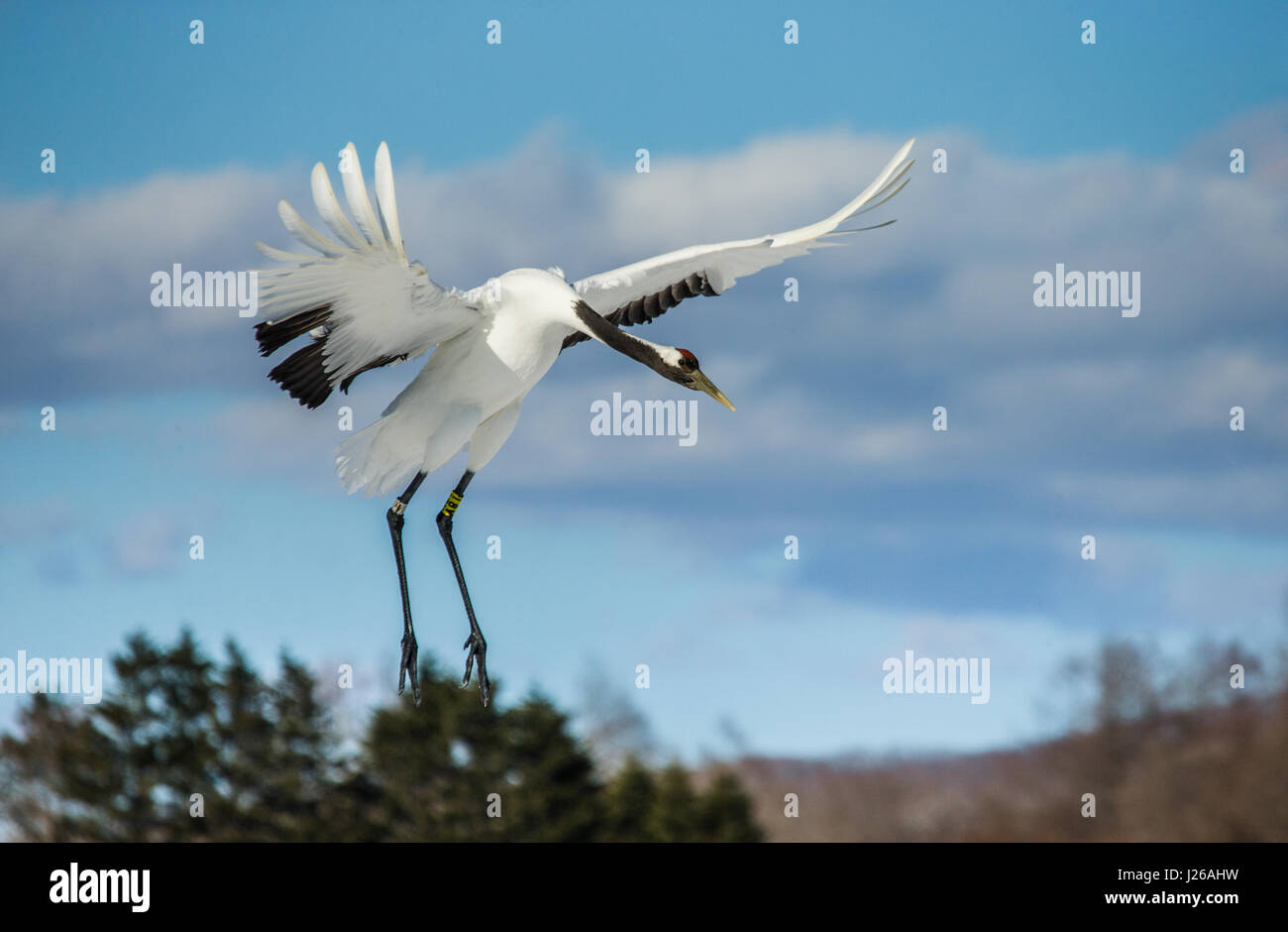 Japanese crane in flight. Japan. Hokkaido. Tsurui. Great illustration. Stock Photo