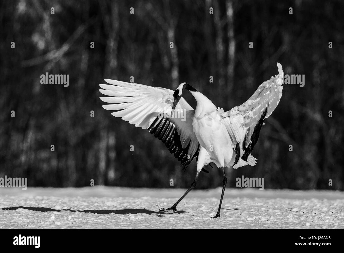 The Japanese crane spread its wings. Japan. Hokkaido. Tsurui. Great illustration. Stock Photo