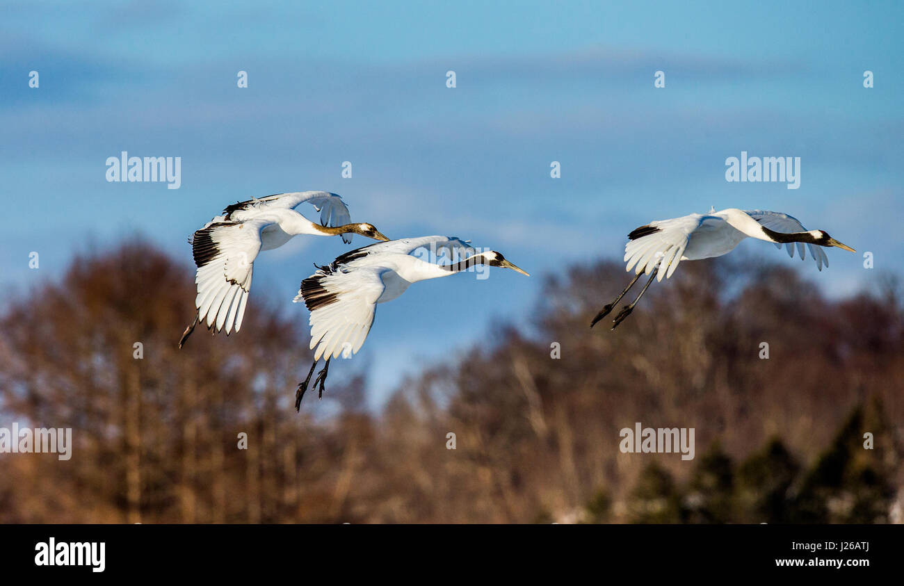 Журавли в мировой культуре. Журавли прилетели примета. Талдом журавли. Журавли в подмосковье фото. Торналар.