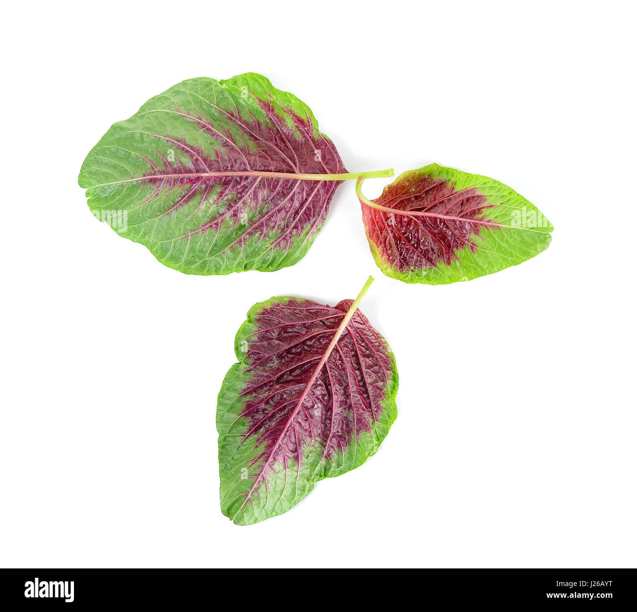 spinach leaf isolated on the white background Stock Photo - Alamy