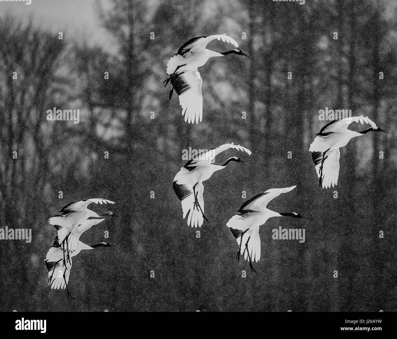 A group of Japanese cranes flying in a snow blizzard. Japan. Hokkaido. Tsurui. Great illustration. Stock Photo