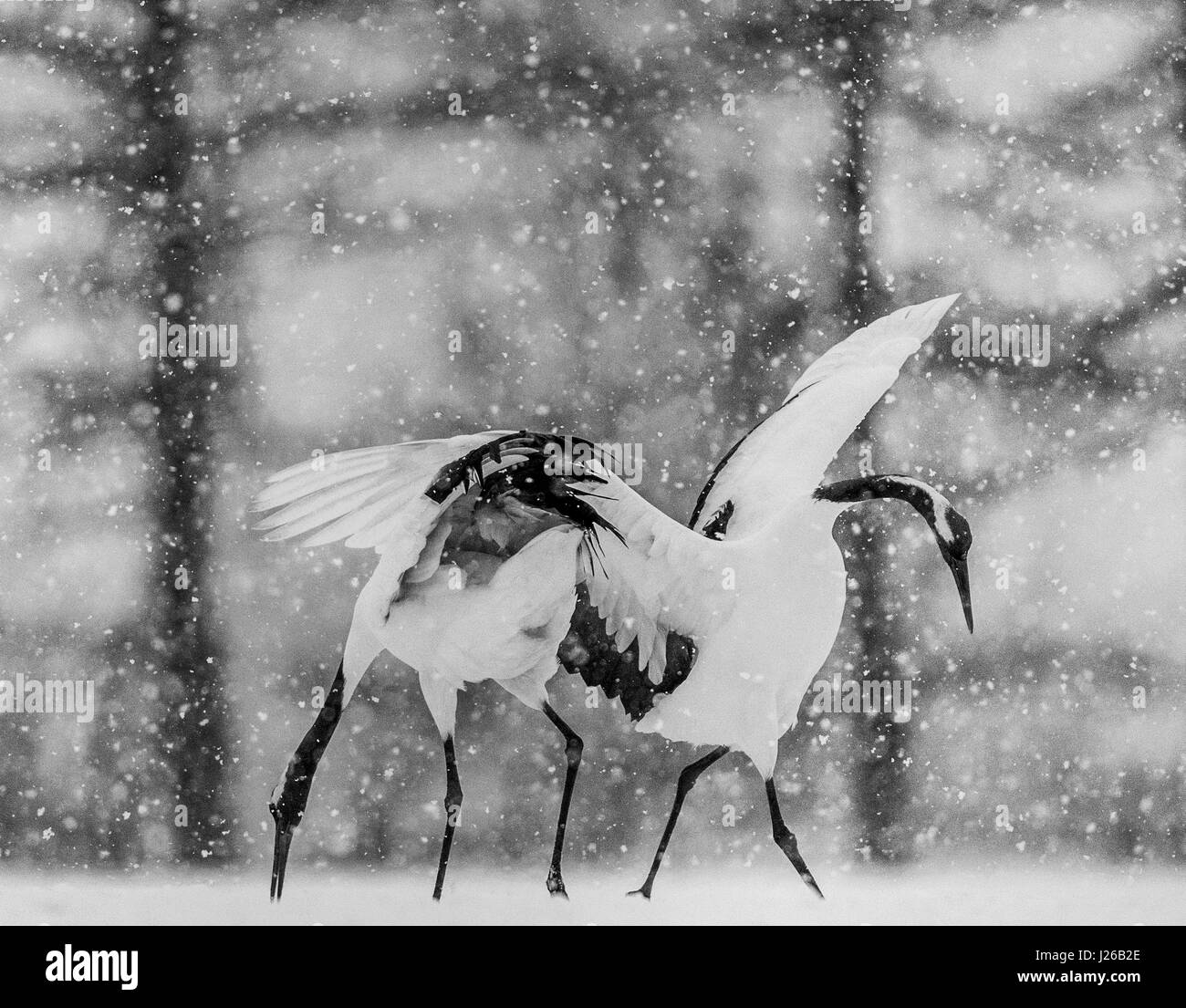 Two Japanese cranes stand in the snow. Japan. Hokkaido. Tsurui. Great illustration. Stock Photo