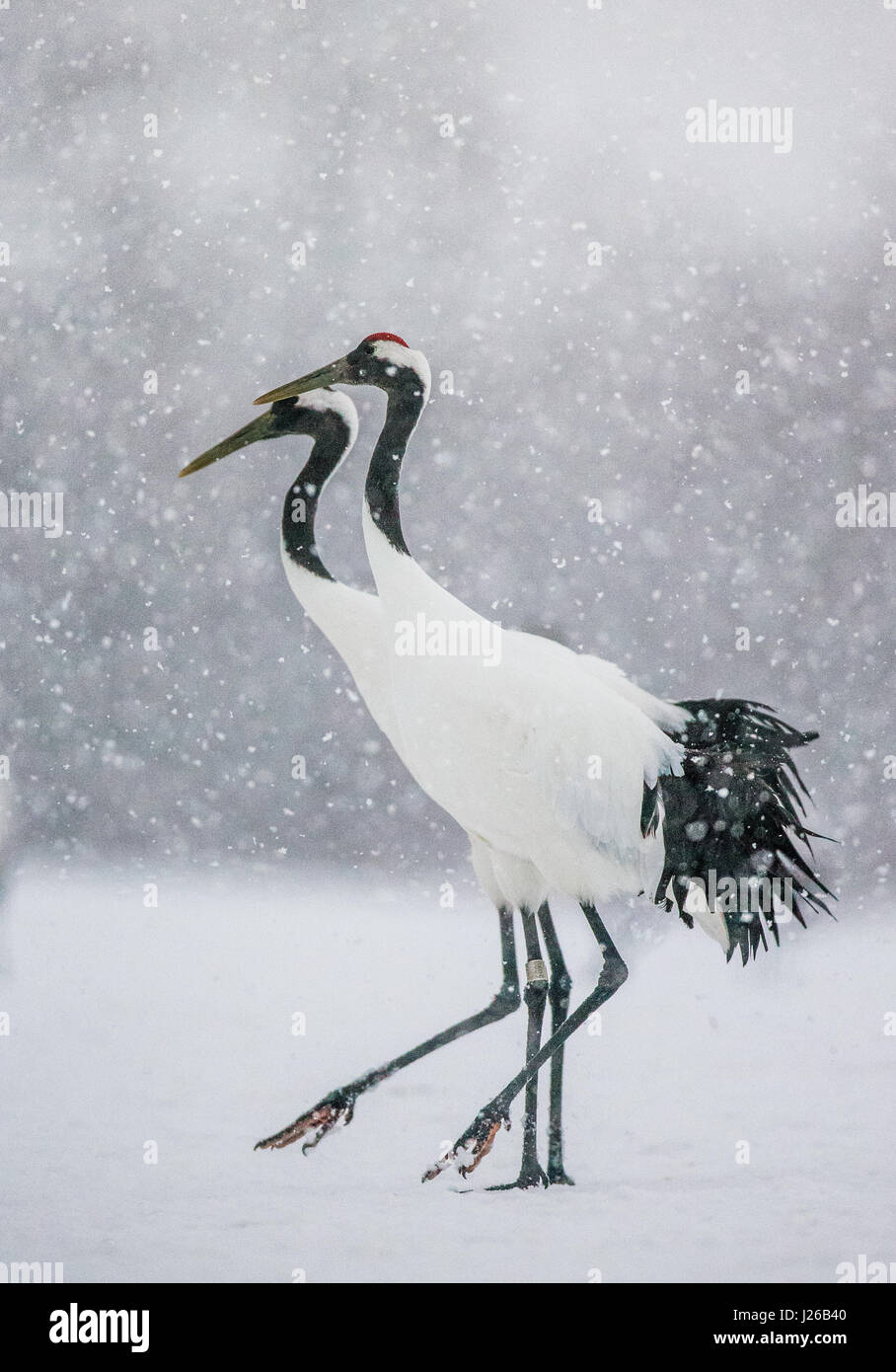 Two Japanese cranes stand in the snow. Japan. Hokkaido. Tsurui. Great ...