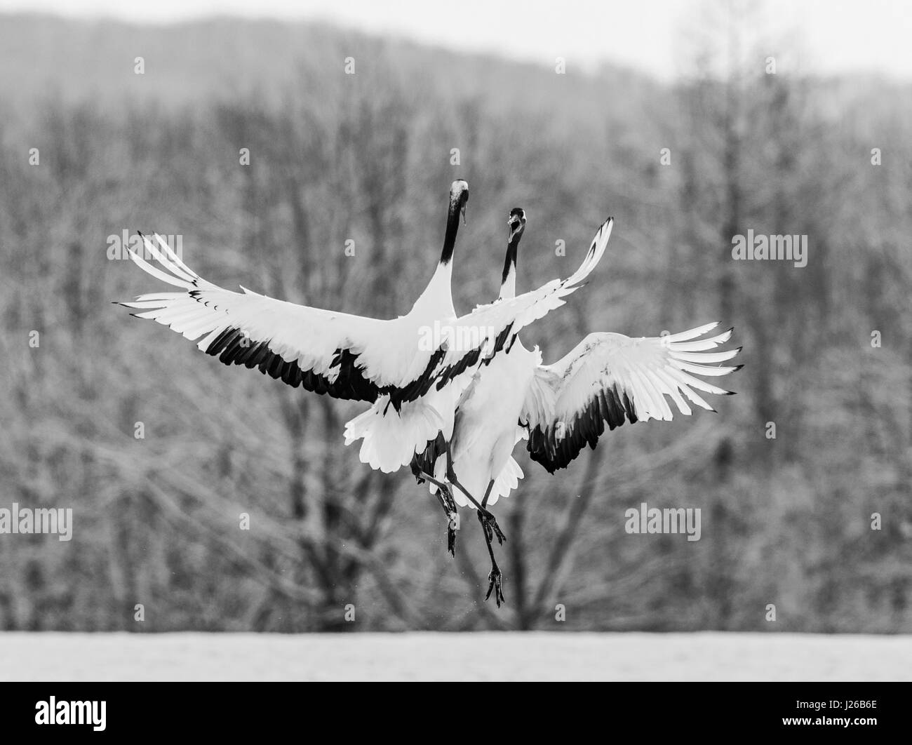Two Japanese cranes in flight. Japan. Hokkaido. Tsurui. Great illustration. Stock Photo