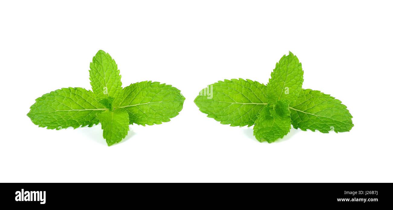 Fresh mint isolated on the white background Stock Photo - Alamy
