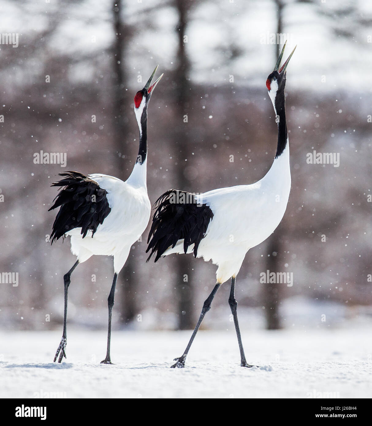 Japanese Cranes High Resolution Stock Photography and Images - Alamy