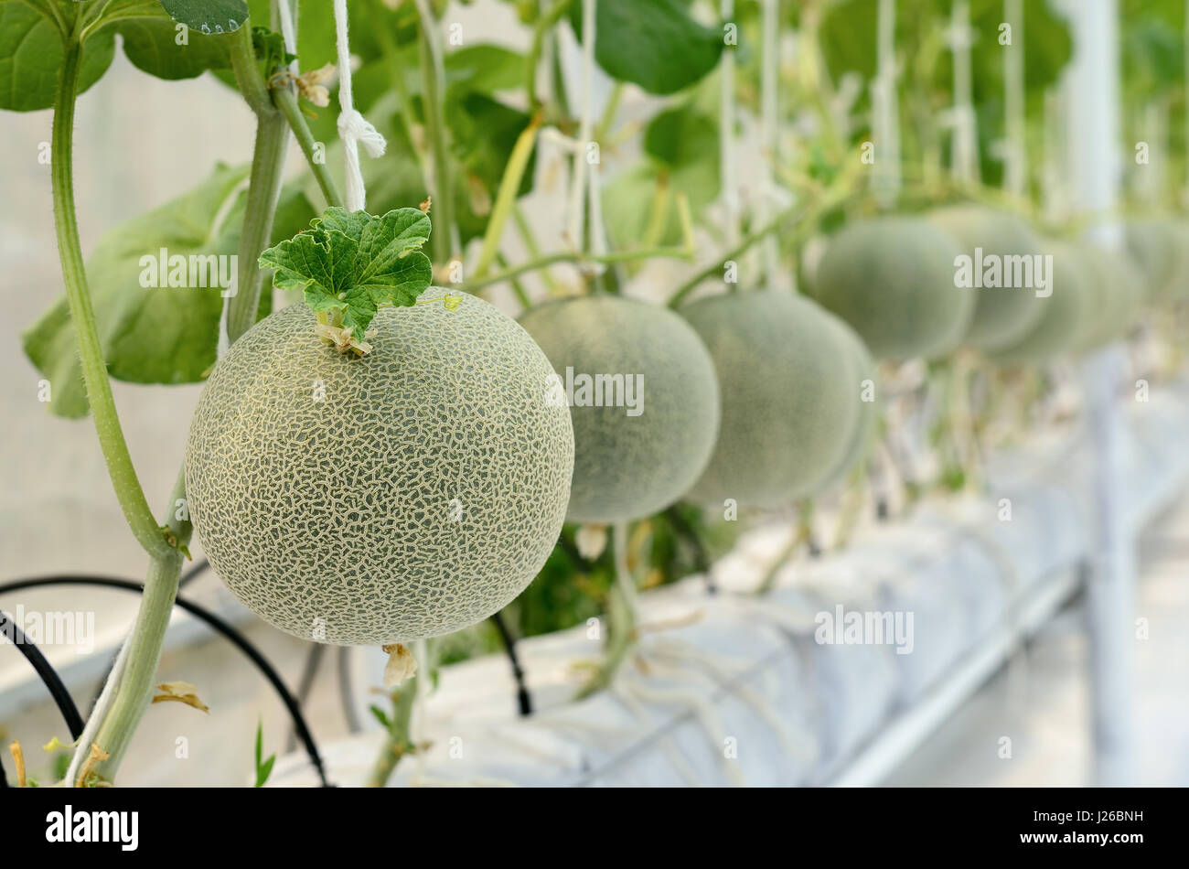 Cantaloupe melon growing in a greenhouse Stock Photo Alamy