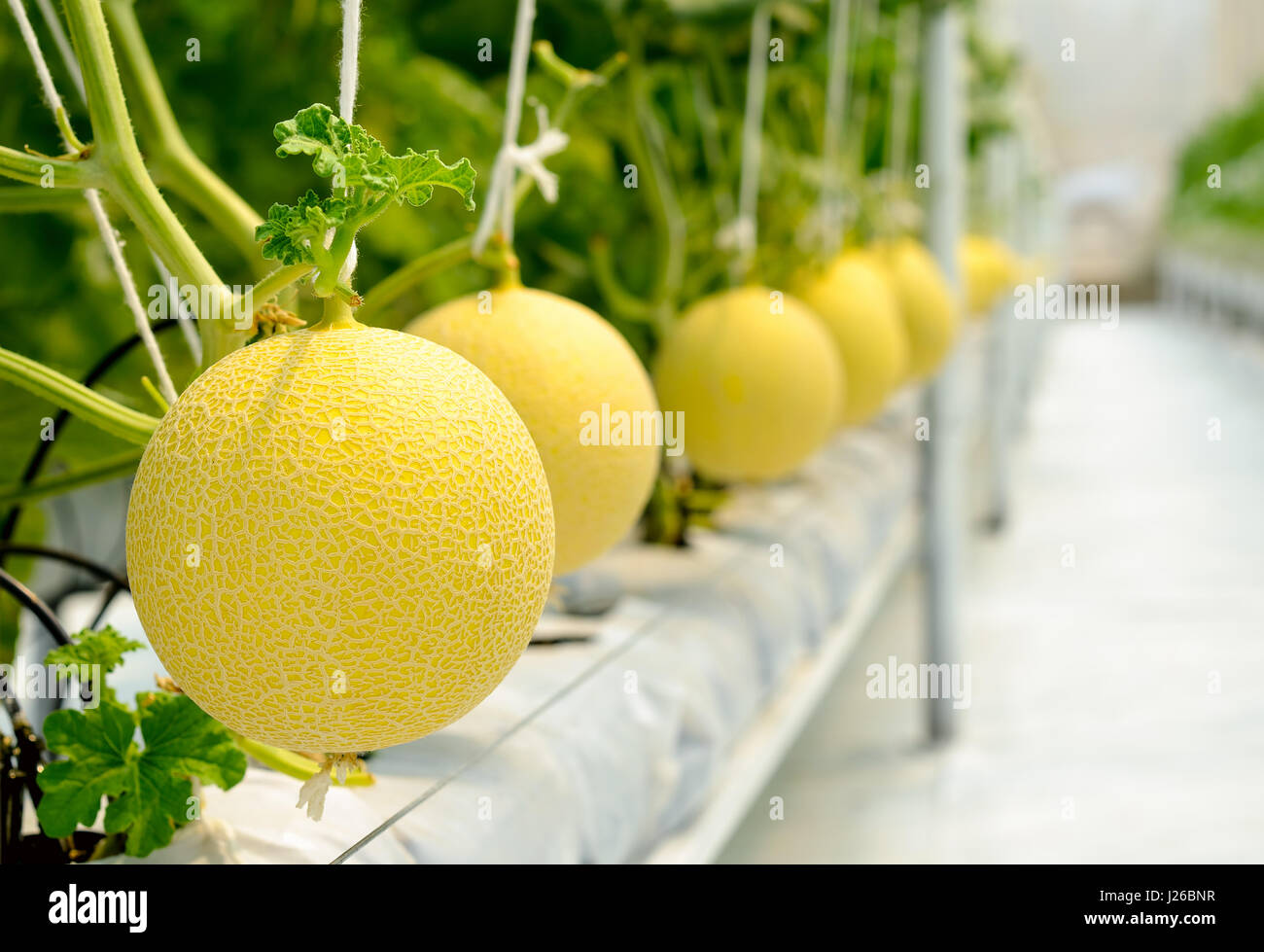 Yellow Cantaloupe melon growing in a greenhouse Stock Photo Alamy