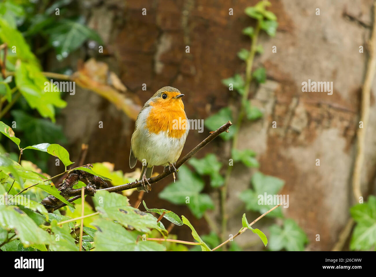 photo of a beautiful little Robin redbreast sitting on a branch Stock Photo