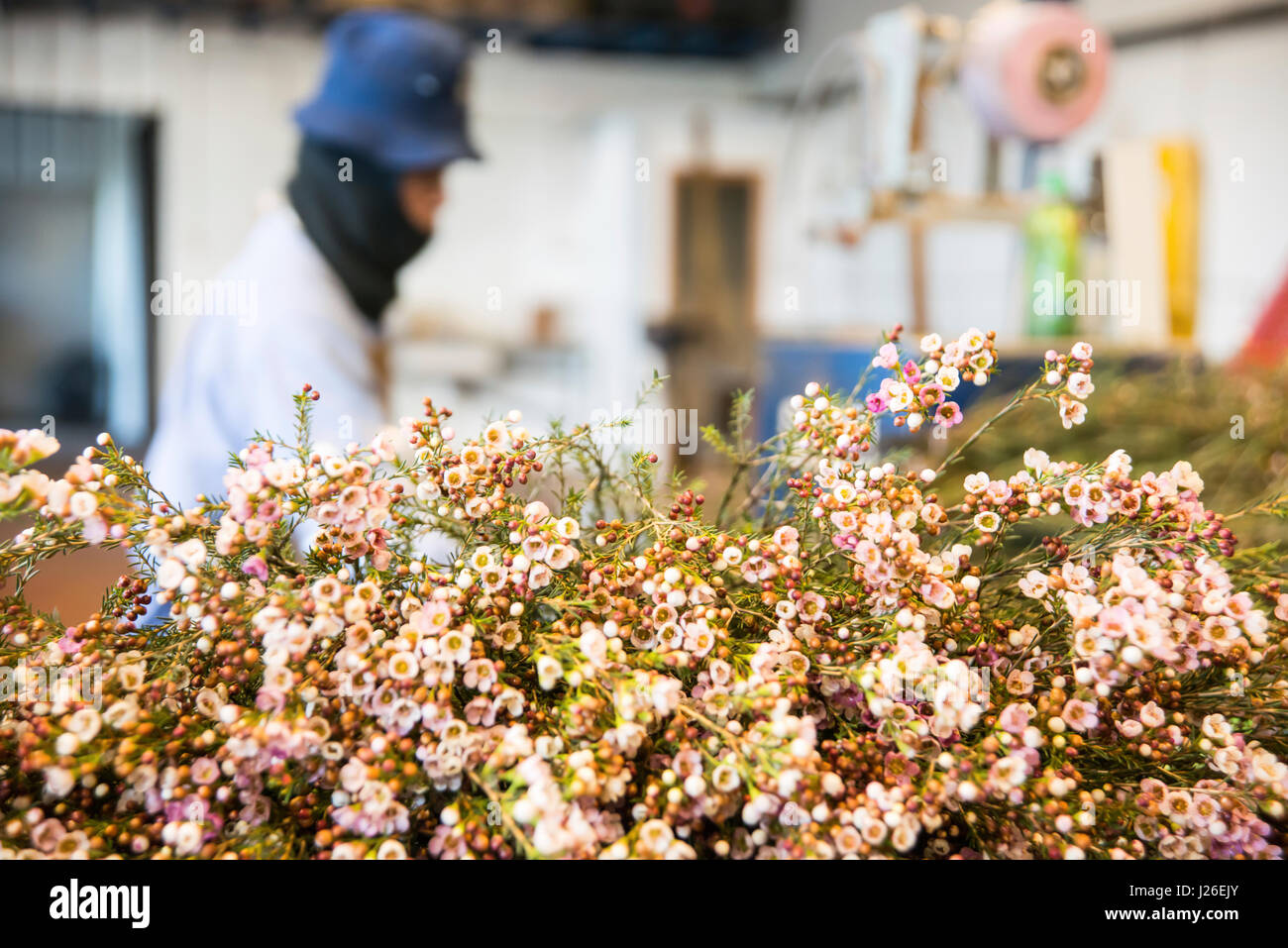 Flower export. Thai migrant works pick flowers in a hothouse