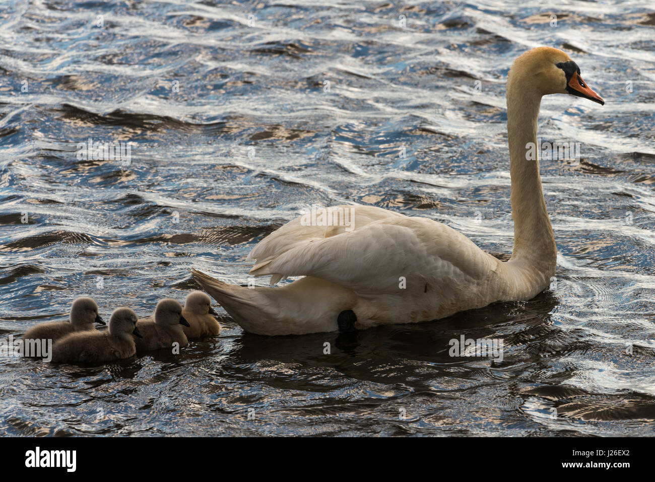 mute Swan with young animals Stock Photo Alamy