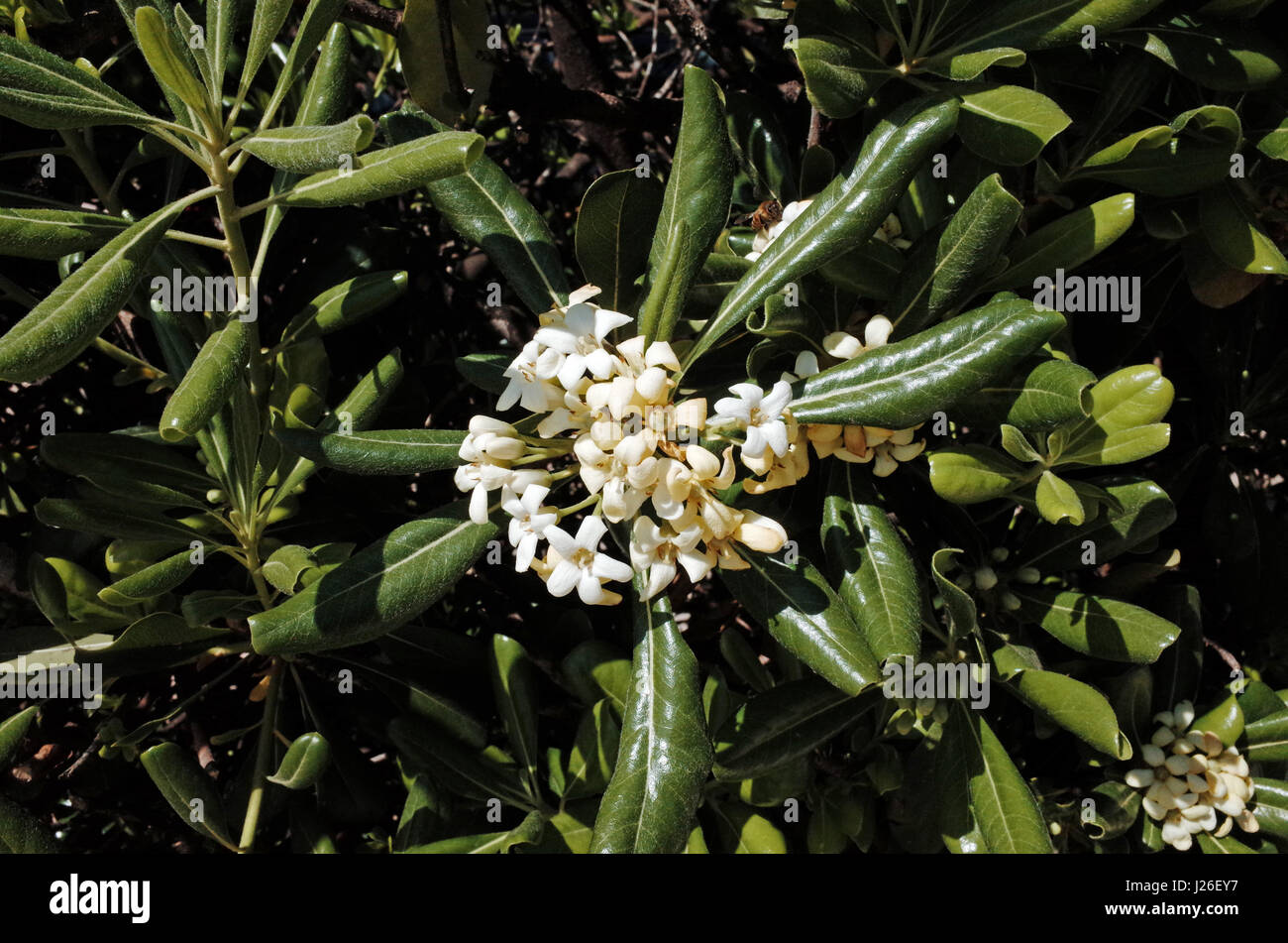 Pittosporum tobira flowering Stock Photo
