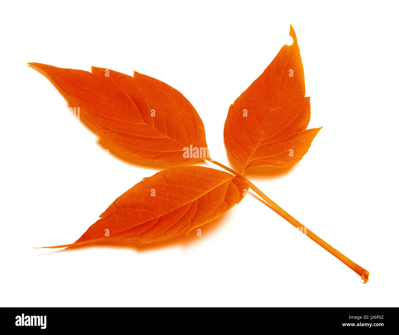 Red autumn leaf isolated on white background Stock Photo - Alamy