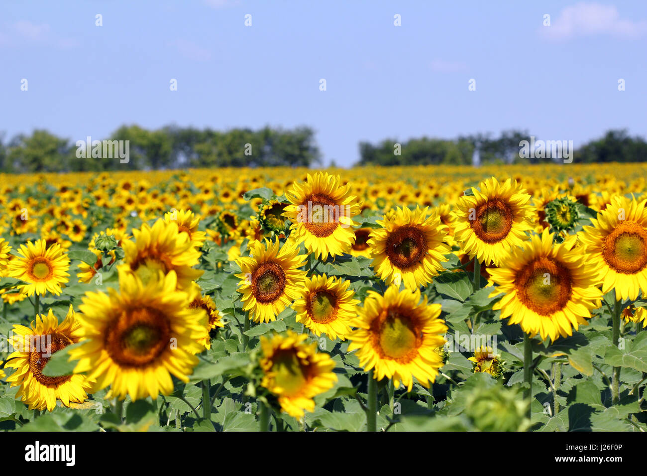 sunflower field rural landscape summer season Stock Photo - Alamy